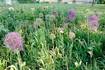 Down the Garden Path: Spice up the garden with edible flowers 