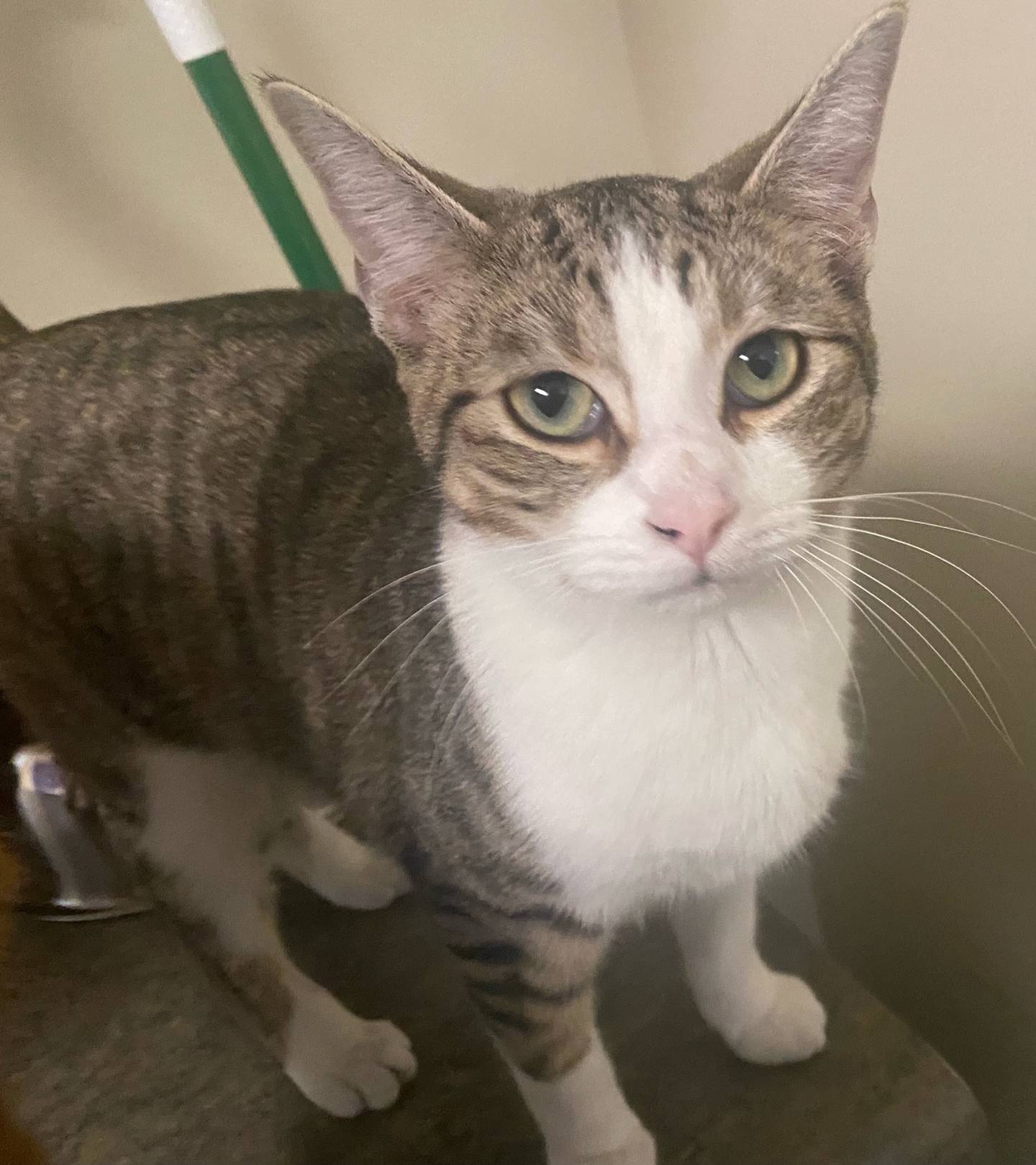 Mace is a 6-month-old domestic shorthair. He is friendly, curious, and loving. Mace easily gets along with other animals and children. He loves giving hugs to show his appreciation for attention. For more information on Mace, including adoption fees please visit justanimals.org or call 815-448-2510.
