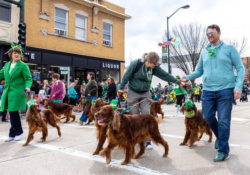 Western Irish Setter Club members walk down Main Street in St. Charles during the St. Charles St. Patrick’s Parade on Saturday, March 15, 2025.