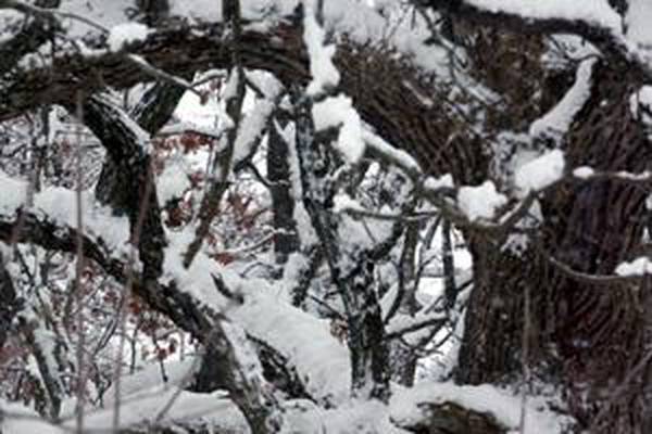 Down the Garden Path: ‘Exploding’ trees are a rare thing