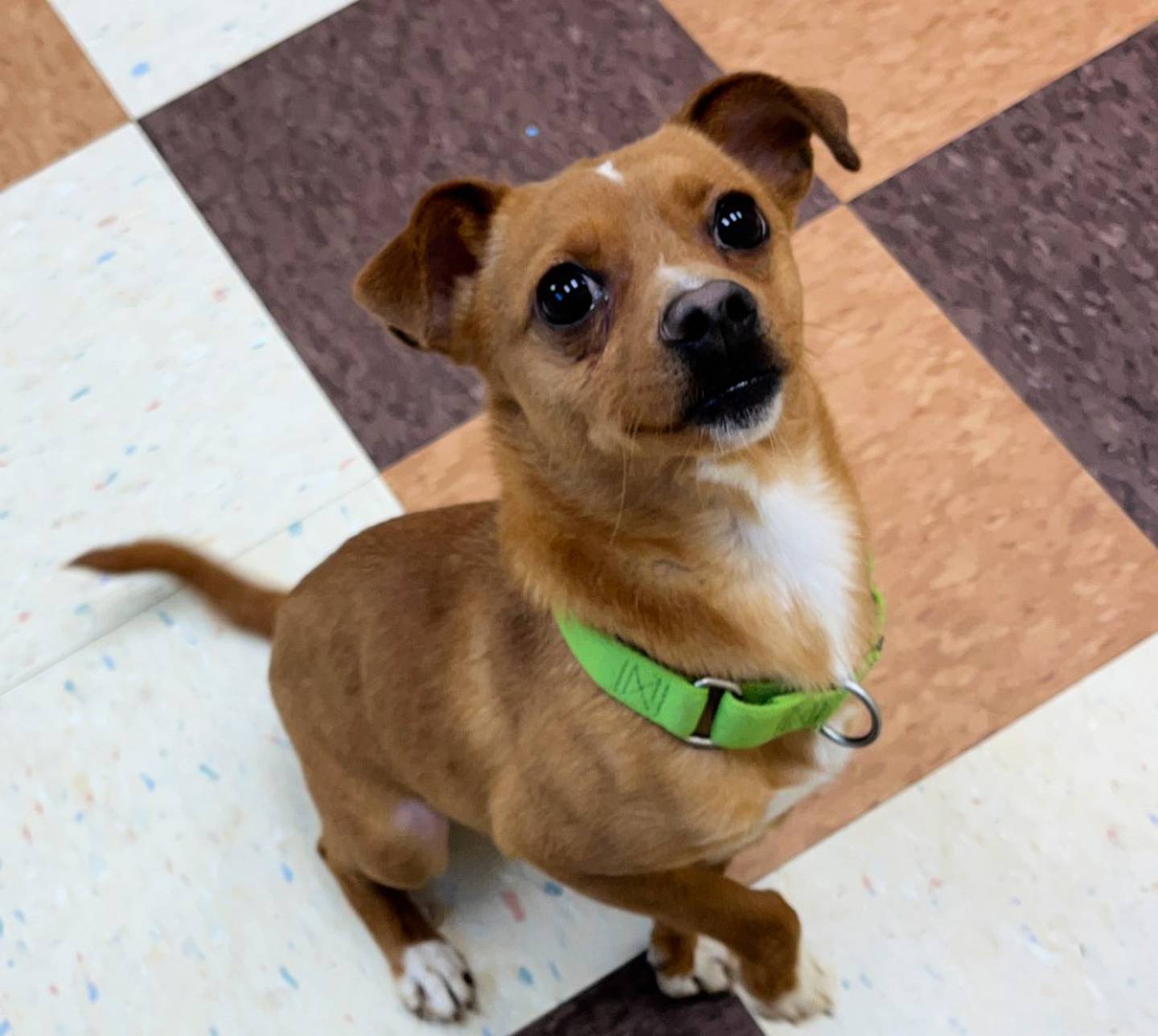 Linus is a spunky, 2-year-old Chihuahua who loves other dogs and does well with kids. Linus loves to climb onto laps and soak up attention and love. To meet Linus, call Joliet Township Animal Control at 815-725-0333.
