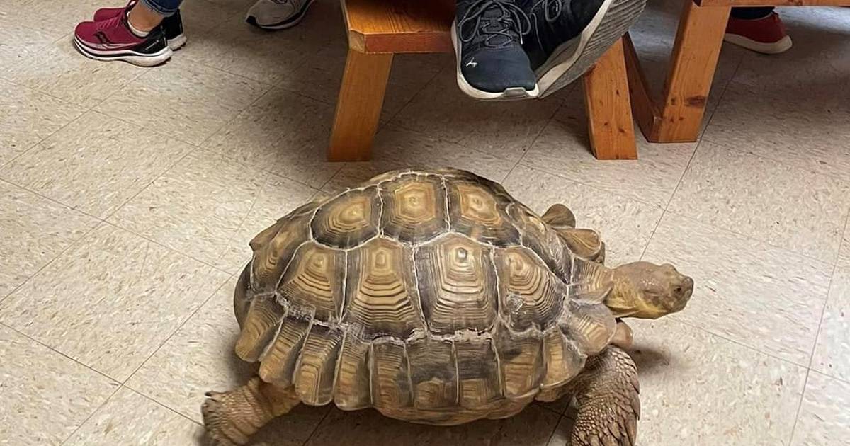 Good Natured in St. Charles Buying large exotic tortoises not a good