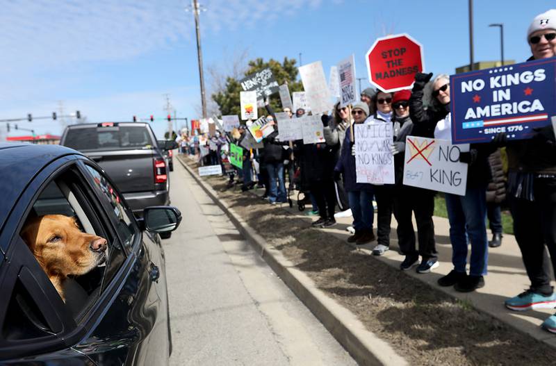 A dog looks as protesters as they line State Route 31 near the intersection of McCullom Lake Road in McHenry to protest their discontent with President Donald Trump and his administration's policies on Saturday, March 28, 2026, during the McHenry County No Kings Protest. According to an organizer, over 4,000, people took part in the protest.