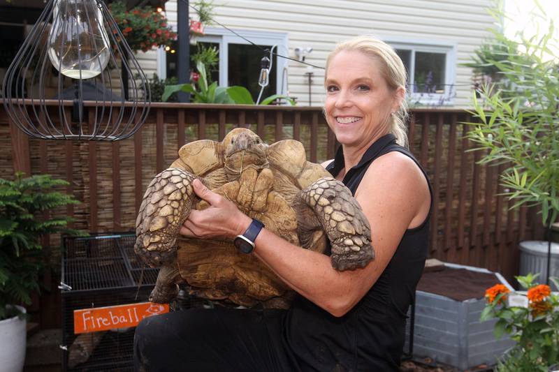 Deb Krohn, naturalist, also known as the FrogLady, holds her Sulcata tortoise named, Diesel, at her home in Grayslake on July 2nd, 2023.
Image by Candace H. Johnson for Shaw Local News Network