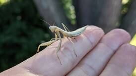 Good Natured in St. Charles: Young praying mantis is a pampered guest