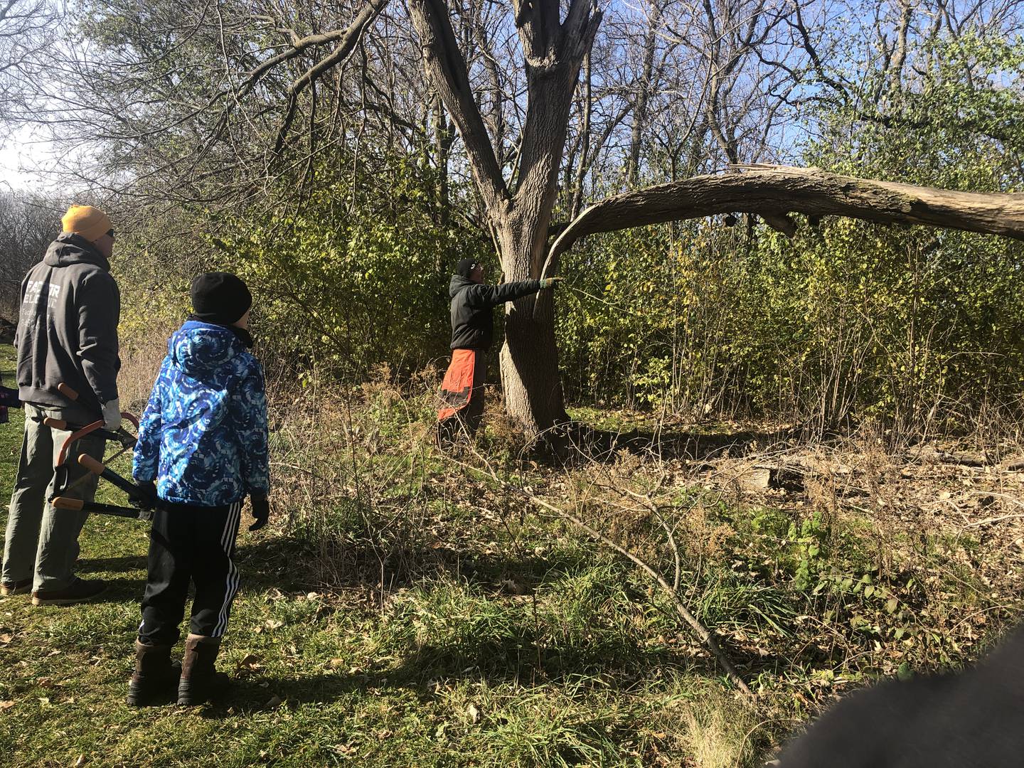 This boxelder tree - with a branch that has split away from the main trunk - was set to come down. Volunteers cleared out  some of the native boxelder and non-native buckthorn and honeysuckle at Stickney Run the morning of Friday, Nov. 24, 2023.