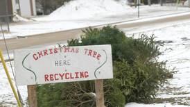 Down the Garden Path: How many ways can you recycle the holiday tree?
