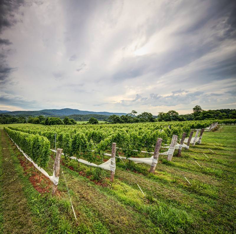 Stinson Vineyards