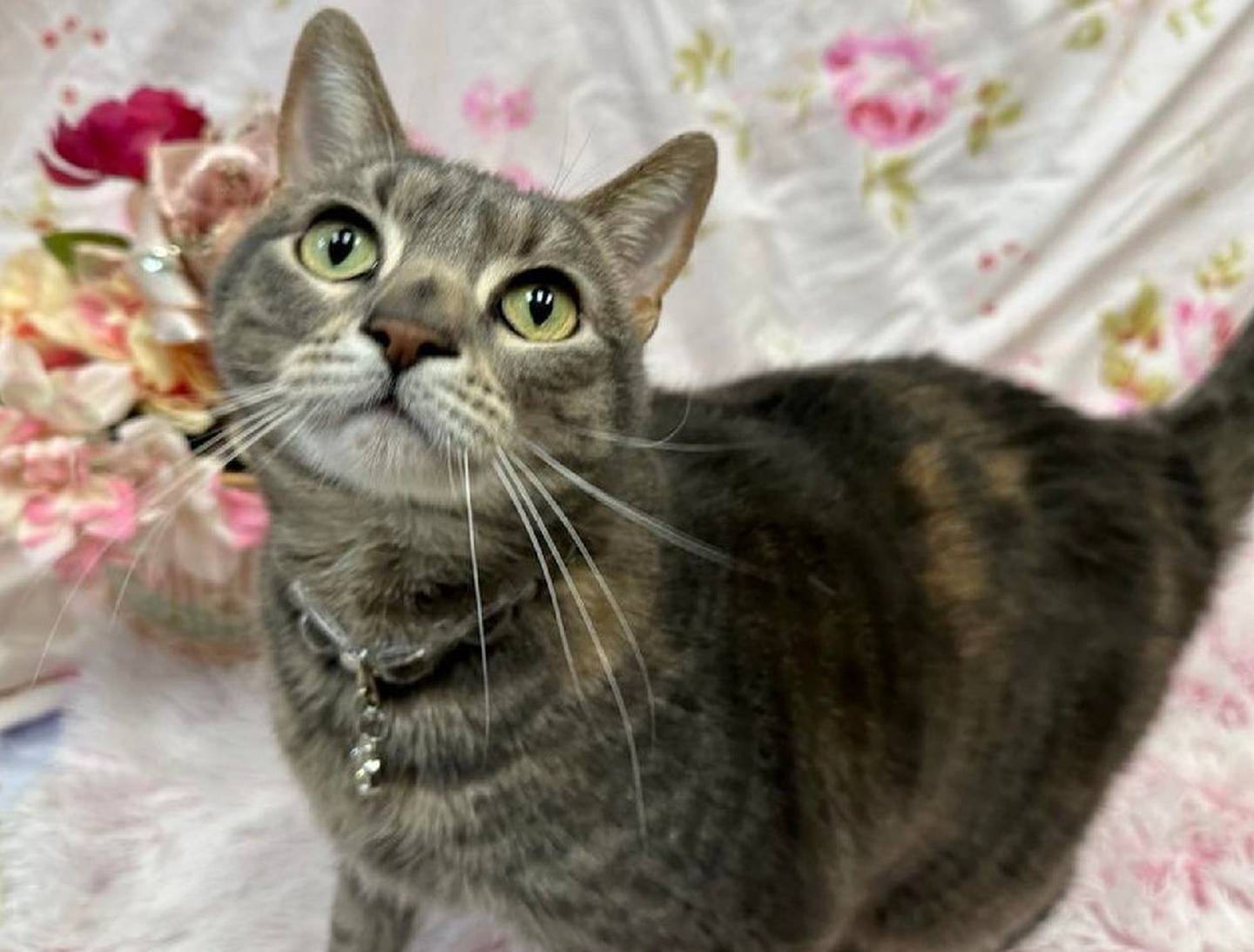 Three-year-old Salvia is very sweet and needs a home again. She gets along with small, calm dogs and does well with other cats if they match her low energy and give her space. She loves to chase wand toys and adores scratching posts and sitting on top of cat trees. To meet Salvia, call Joliet Township Animal Control at 815-725-0333.