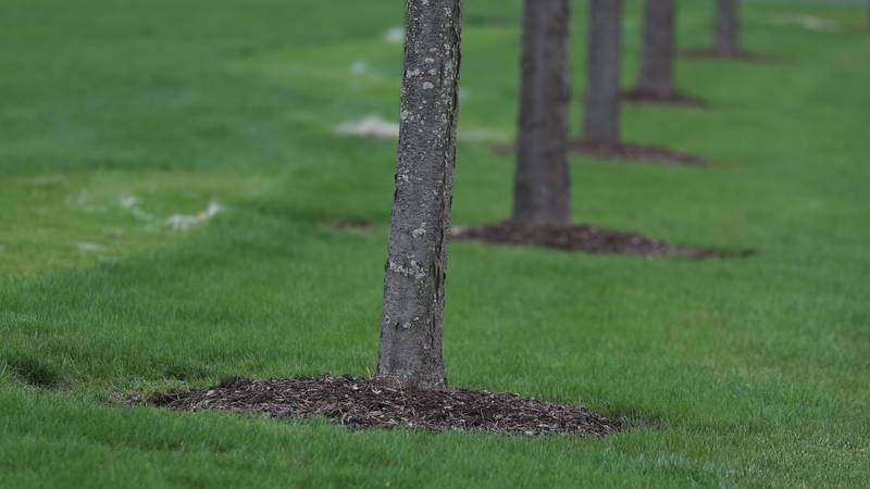 La Salle seeks grant to inventory, improve downtown trees