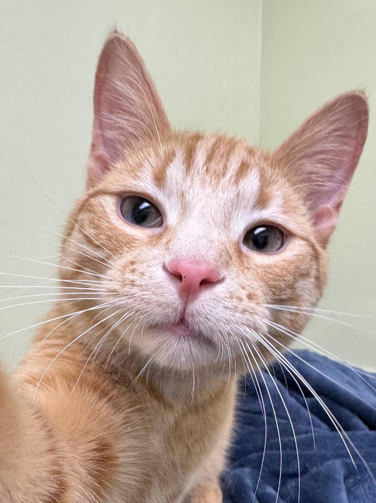 Simba is a 9-month-old orange tabby who came to the Will County Humane Society last August with the rest of his litter. He and his brother Pumbaa were adopted out together but sadly returned due to allergies in the home. They need a new forever home together. Simba is sweet and social and loves people and attention. He follows people around and will event stand on them to get their attention. Contact the Will County Humane Society at willcountyhumane.com and follow the instructions for the adoption process.