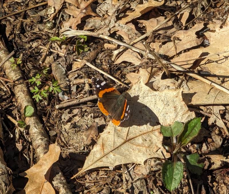 Its wings angled toward the afternoon sun, a red admiral soaks up some warming rays at Delnor Woods Park in St. Charles.