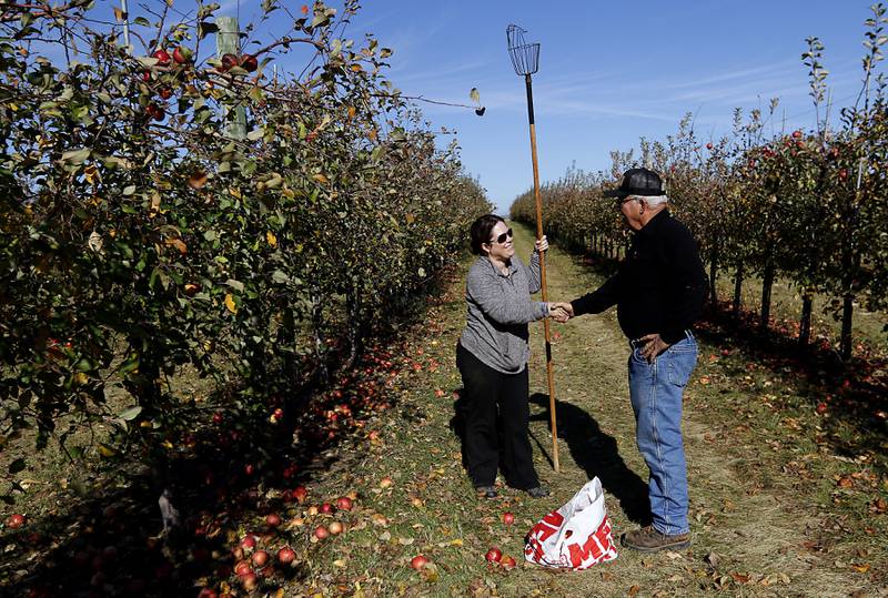 Stade's Farm owner Vernon Stade (right) talks with Wendy Johnson, of the Northfield Food Pantry, as she picks apples on Thursday, Nov. 7, 2024, at the farm north of Johnsburg.  Every year at the end of the season, Stade invites nonprofits, food pantries and other organizations to come pick what's left in their fields for free.