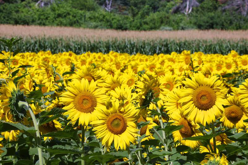 The sunflower field at Shabbona Lake State Recreation Area Friday, July 29, 2022, in Shabbona Township.