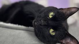 Mellow older cat ready for home of his very own