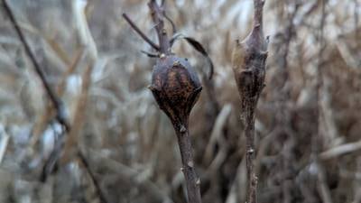 Good Natured in St. Charles: Life-and-death drama for goldenrod gall dwellers
