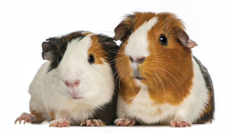All Creatures Great & Small - Guinea Pigs 101: 5 Things You Should Know