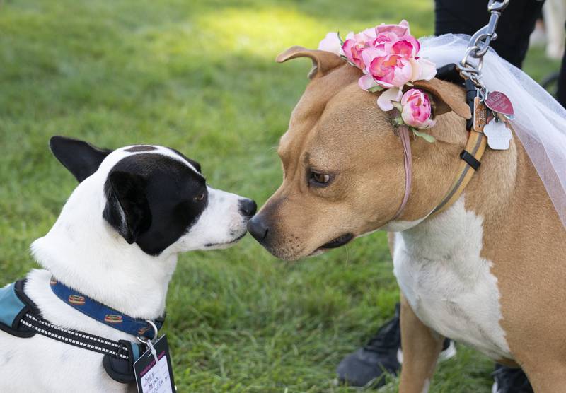 Kevin (left) a bassett mix, ownedby Kelly Keyes, of Villa Park, and pit bull mix Roxy Gurl, owned by Elvia Paredones, of Aurora, attempt to get to know each other before getting married during an event to attempt to set a Guinness world record for the largest dog wedding ceremony at the Diamonds in the Ruff event Sunday, October 2, 2022 at Northwestern Medicine Field in Geneva. The charity event needed 178 pairs of dogs to be married to set the new record but unfortunately fell short of that number.