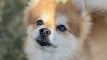 Pomeranian needs TLC in forever home