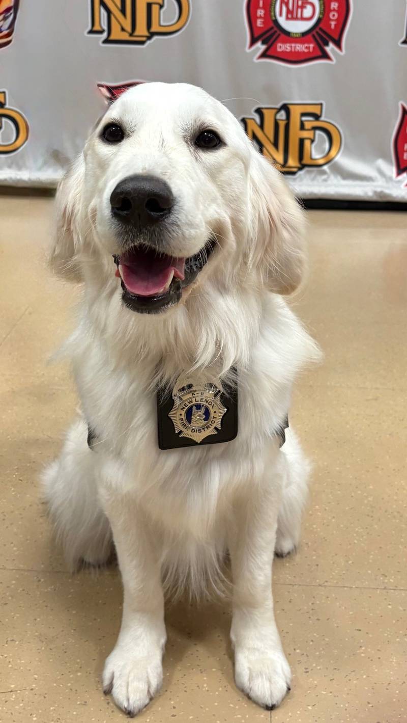 The New Lenox Fire Protection District’s newest member, Willie the Golden Retriever, was sworn in as the district’s newest K9 Facility Service Comfort Dog at the Board of Trustees meeting on Monday, Aug. 18, 2025