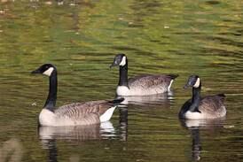 Watershed stewardship program begins May 26 in Genoa