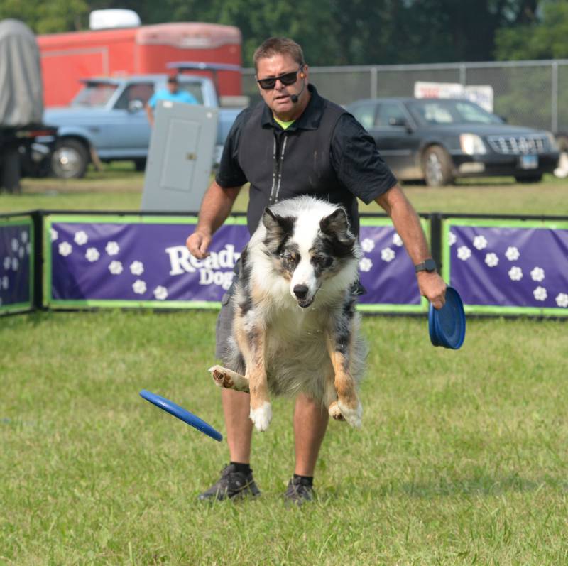 John Casey of the Ready Go Dog Show watches Big Bombay zero in on a flying disc during a performance at the Ogle County Fair on Thursday, July 31, 2025.