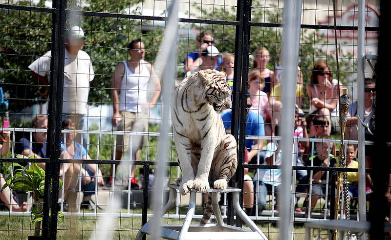 Mohine, a white Bengal tiger, performs during a tiger show at the Kane County Fair in St. Charles.
