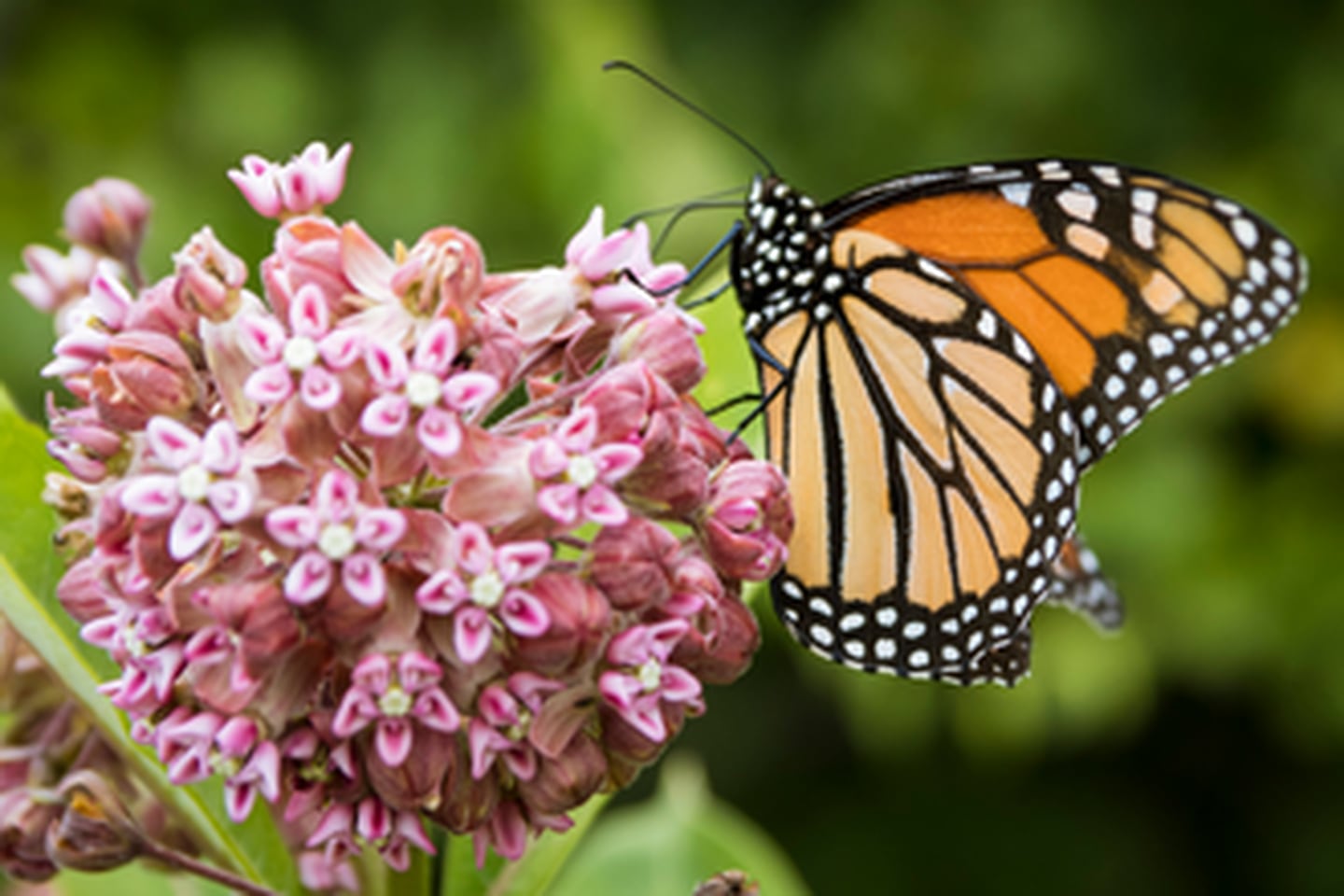 A monarch butterfly lands on a blooming milkweed plant.