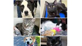 Will County Pets of the Week: Feb. 9, 2026