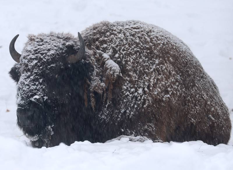 Snow falls and sticks to a bison on Monday, Dec. 1, 2025 at Buffalo Rock State Park in Ottawa.