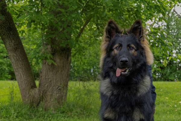 Lake County Sheriff’s K-9s to receive donation of body armor