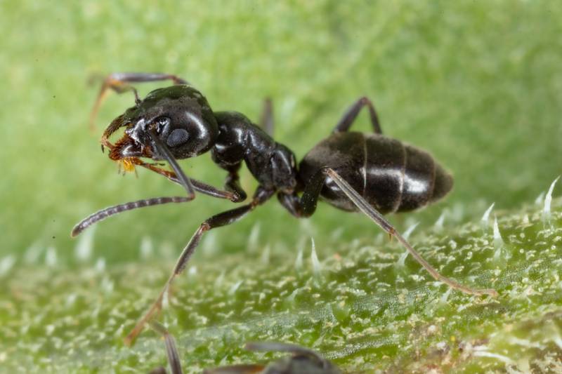 Odorous house ants’ natural habitat is outdoors but, drawn by easy access to food and shelter, they often find their way into homes.