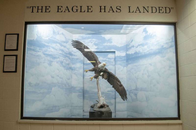 A display at Jacksonville High School has been home for nearly 30 years to a bald eagle that died in the 1990s in rural Morgan County. It has found a permanent home at the school. (Darren Iozia/Journal-Courier)