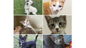 Pets of the Week: Oct. 21, 2024