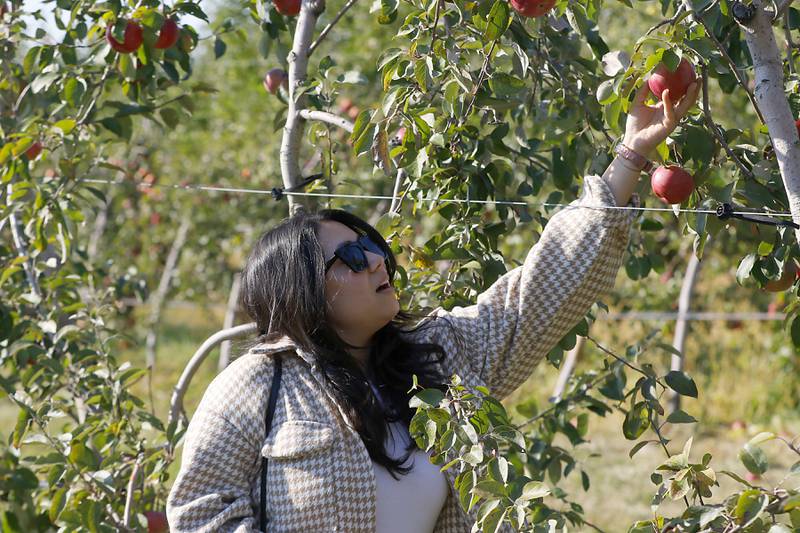 Alex Biswas, of Chicago, picks a Snow Sweet apple on Thursday, Oct. 10, 2024, at the Royal Oak Farm Apple Orchard in Harvard.