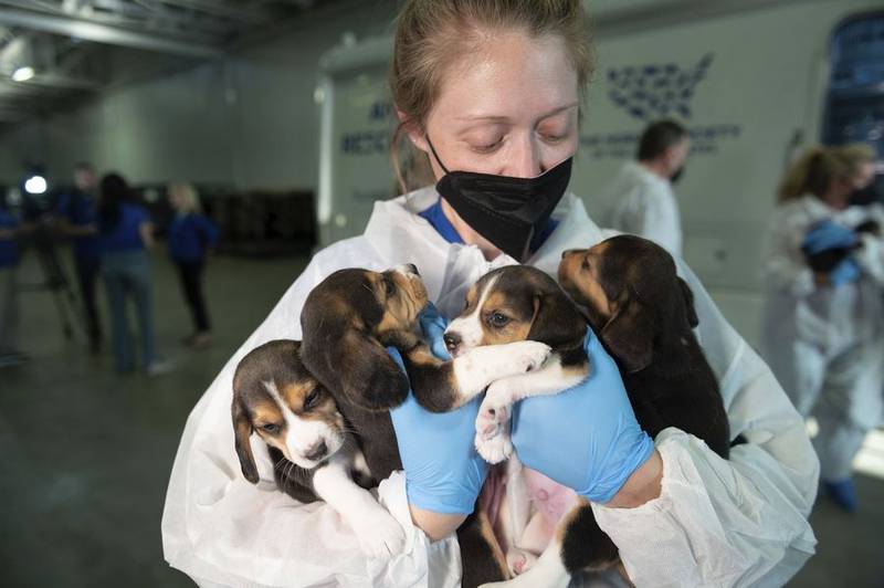 A Humane Society of the United States Animal Rescue Team member carries four beagle puppies into the organization's care and rehabilitation center in Maryland on July 21 after the organization removed the first 201 beagles as part of a transfer plan from Envigo, a breeding and research facility in Virginia.