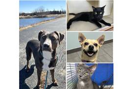 Will County Pets of the Week: July 28, 2025