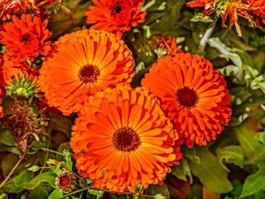 The Romance of flowers with Wasco Nursery & Garden Center in St. Charles
