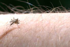 West Nile mosquitoes found in 3 cities in La Salle County