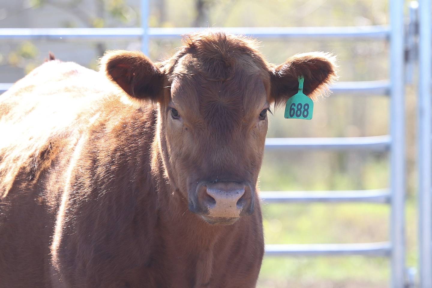 Farm 2 Veterans raises cattle on their Manhattan farm to donate meat to various organization that provide meals to veterans.