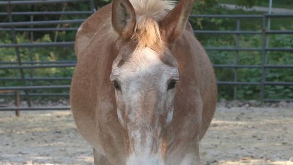 Photos: La Salle's Larry the Mule for sale as I&M Canal Boat rides end