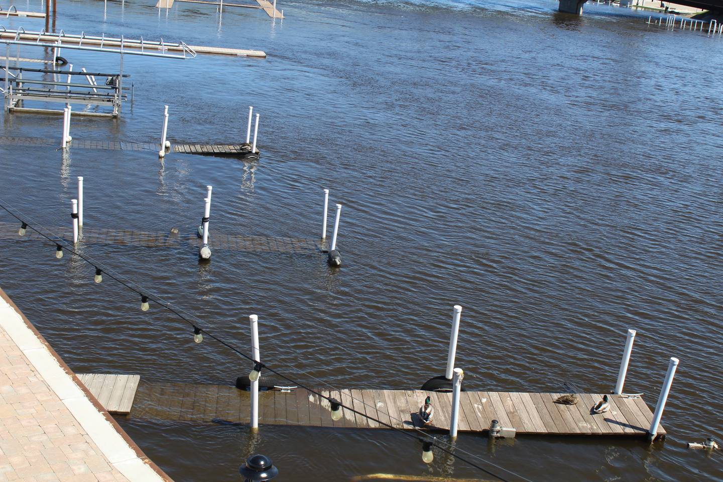 Ducks sit on partially submerged docks along the Fox River in McHenry on April 25, 2026.