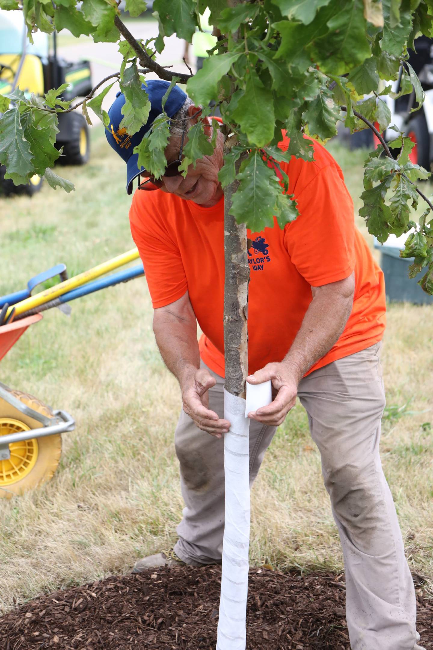 Buster Taylor wraps up the side of one of the trees planted on Gosse Boulevard.