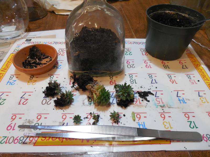 Preparing the plants used for the terrarium after preparing the glass bottle.