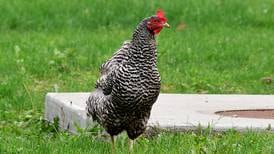 Chicken ordinance for Lee County to go before Planning Commission on April 1