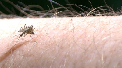 West Nile mosquitoes found in 3 cities in La Salle County