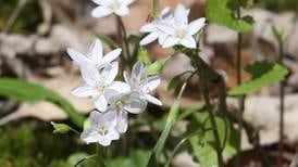 Take mom to learn about wildflowers in Genoa with guide