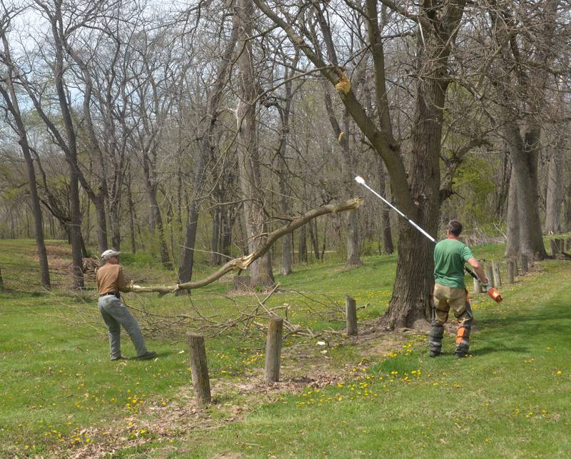 Greg Hunter (left) and Russ Brunner trim a tree during the clean-up at Weld Park on Friday, April 28.