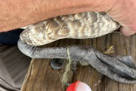 Will County Forest Preserve District warns discarded fishing line can dangerously harm wildlife