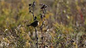 Birding events at McHenry County Conservation District
